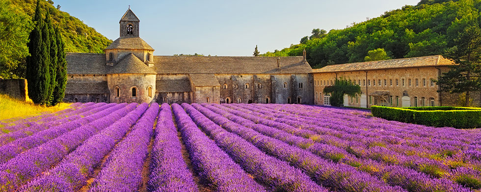 Blooming Provence lavender fields at Senanque Abbey