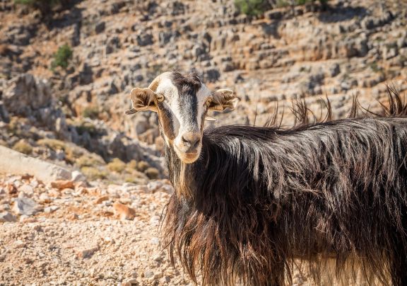 Private Tour: Full Day Jeep Safari Experience in Crete - Minoan Route