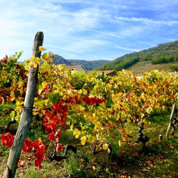 Small Group Tour: Half Day Vouvray Wine Tour