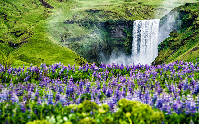 Skogafoss Waterfall Lupine