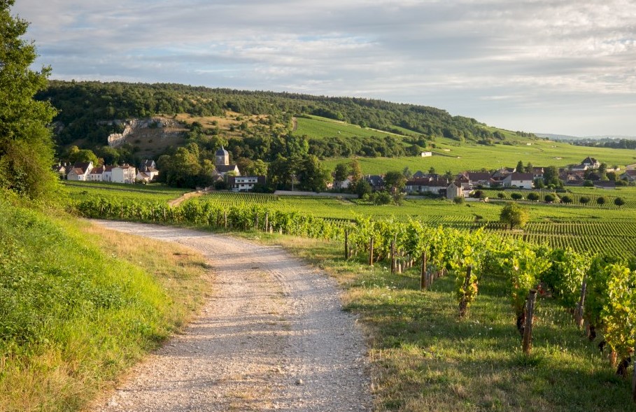 Shared Small Group: Côte de Nuits Half-Day Wine Tour
