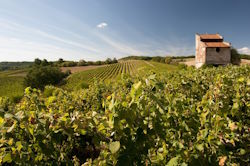 Private Tour: South West Vineyard - Wine Tour (1 day)