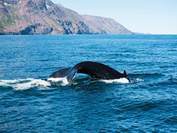 Shared Tour: Whale Watching from Reykjavik Tour 9:00AM