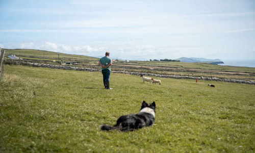 Shared Experience: Sheepdog Show, Famine Cottage, Beehive Hut & Petting Farm Visit