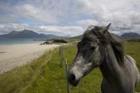 Shared Tour: Connemara and Galway Bay