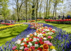 Shared Tour: Keukenhof Entrance and Transfer from Amsterdam - With audio guide on bus 12:00PM