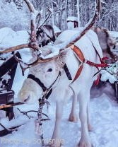 Small Group Tour: Eight Seasons of Sami- Sami Culture & Reindeer Meet and Greet