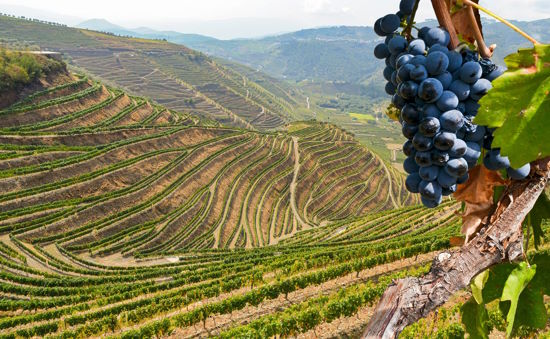 Shared Tour: Douro Valley Wine Tour