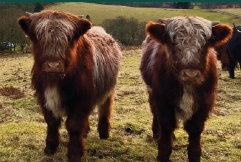 Private Tour: Highland Coos & Views farm experience with Lunch - Summer