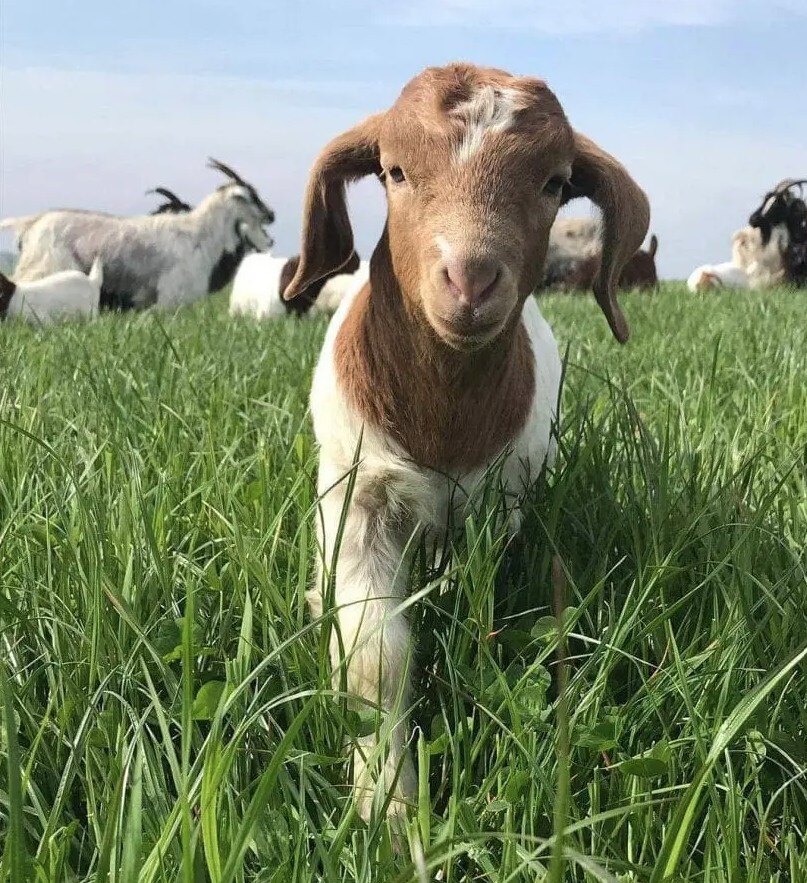 Private Tour: Exploration of Cashmere Goat Bay Tour ** Non - Refundable**