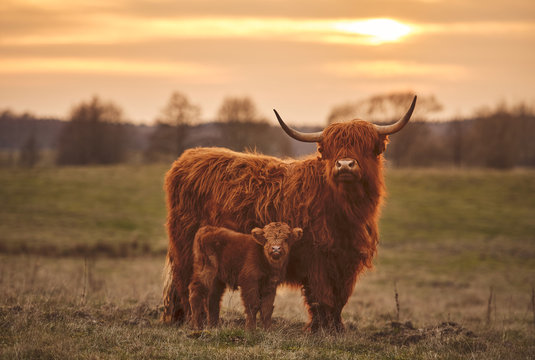Small Group: Highland Cow, Blackness Castle & Afternoon Tea (Half day)
