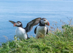 Shared Tour: Moray Coast, Puffins & Speyside Whisky Explorer Day Tour from Inverness at 8:00 AM **VENDOR VOUCHER**