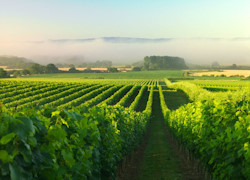 Private Tour: Sussex Vineyard Tour, Wine Tasting & Vineyard Lunch