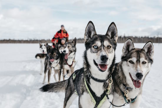 Shared Tour: Husky Experience 3 km