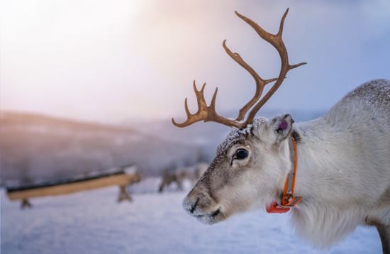 Small Group Tour: Reindeer and Husky Experience
