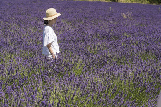 Small Group Tour: Lavender full-day tour Valensole ***VENDOR VOUCHER***