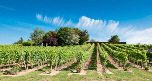 Small Group Tour: Vouvray Wine Discovery: Vineyard visit and Tasting Trip from Tours