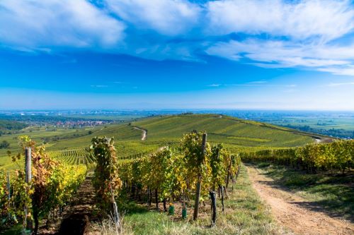 Small Group Tour: Alsace Wine Discovery Half-Day morning Vineyard Tour from Strasbourg