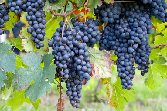 Private Wine Blending Experience in Bordeaux