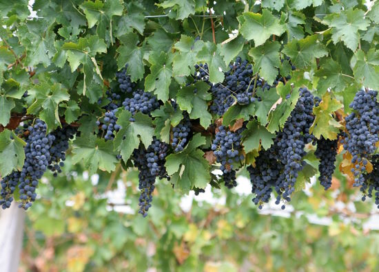 Private Paros Wine Tour