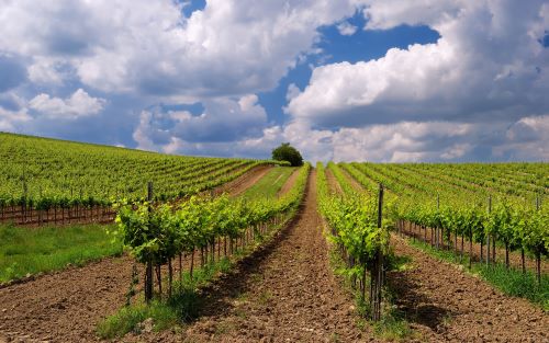 Private: Etyek Wine City Tour from Budapest