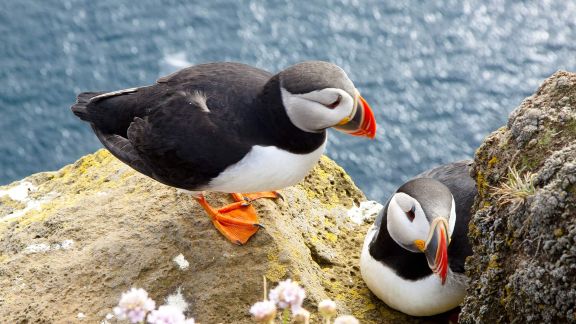 Shared: A Full-Day Cliffs of Moher and Burren Tour from Galway