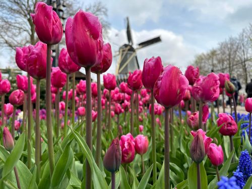 Private Tour: All Year Round Flower Tour