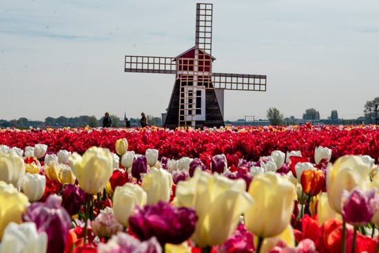 Private Small Group Full-Day Keukenhof & Tulip Experience Tour with Flower Fields