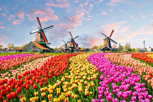 Small Group Tour: Keukenhof, Tulip Farm, Zaanse Schans, Cheese and Clog Farm and Volendam