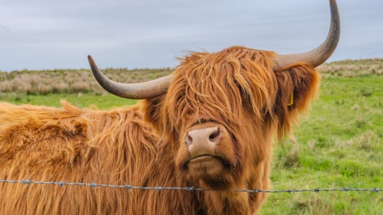Small Group: Cawdor Castle & Cairngorms National park day tour including castle entry