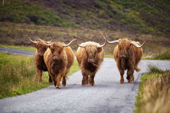 Private Tour: Highland Cows, Craigmiller Castle and Town Tour