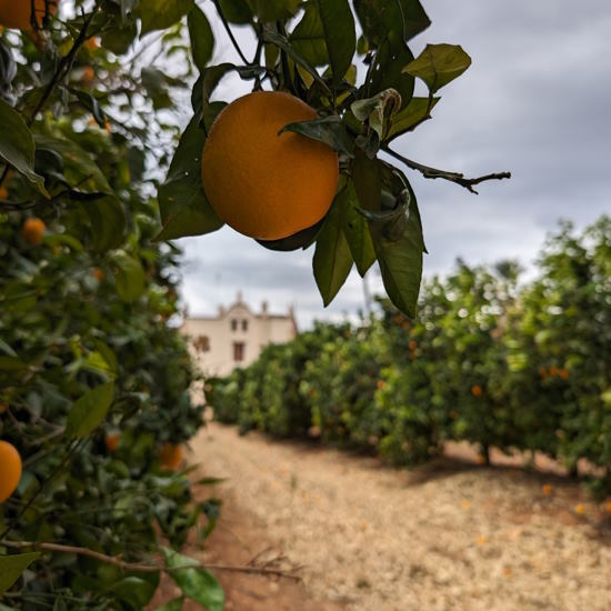 Small Group: Excursion to an authentic Valencian orange orchard at Morning