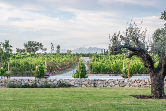 Shared Tour: Familia Torres Winery: Gastronomic Tapas and Wine Experience Tour from Barcelona