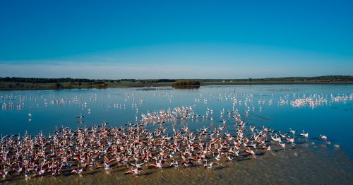 Private Full Day Doñana National Park and El Rocío Excursion from Seville