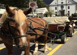 Private Scenic Horse Carriage Tour Through Engelberg 60 min